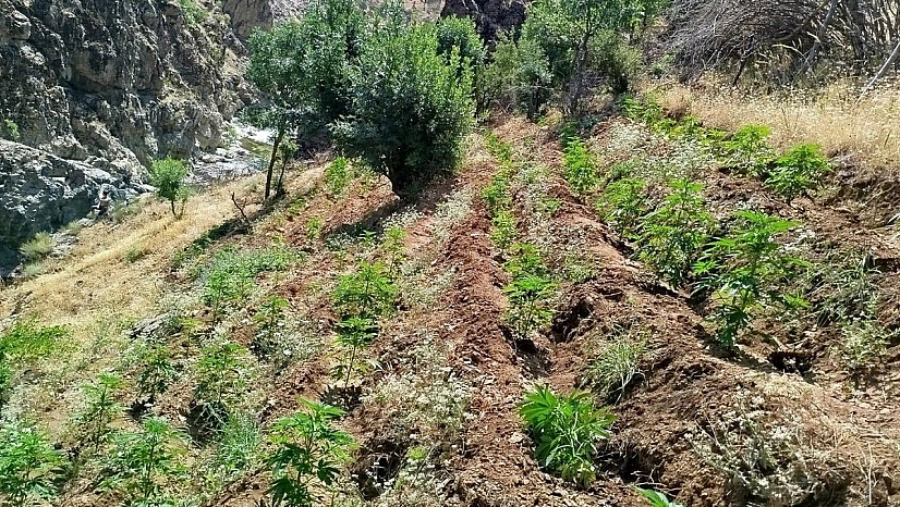 Bingöl'de uyuşturucu operasyonu