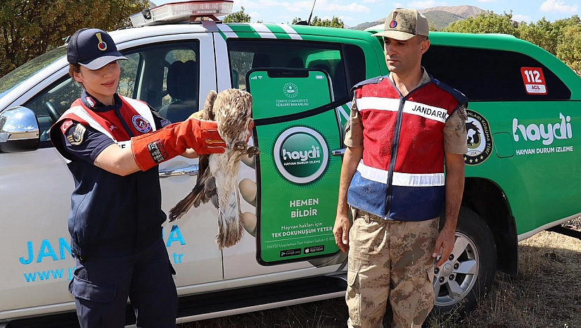 Bingöl'de yaralı kartal jandarma ekipleri tarafından bulundu, tedaviye alındı