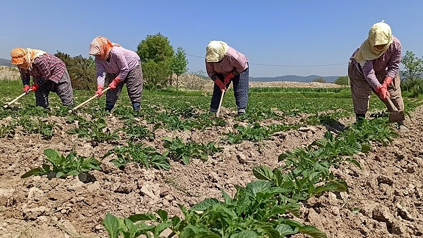 Çiftçilere müjde! Destek ödemeleri hesaplara aktarıldı