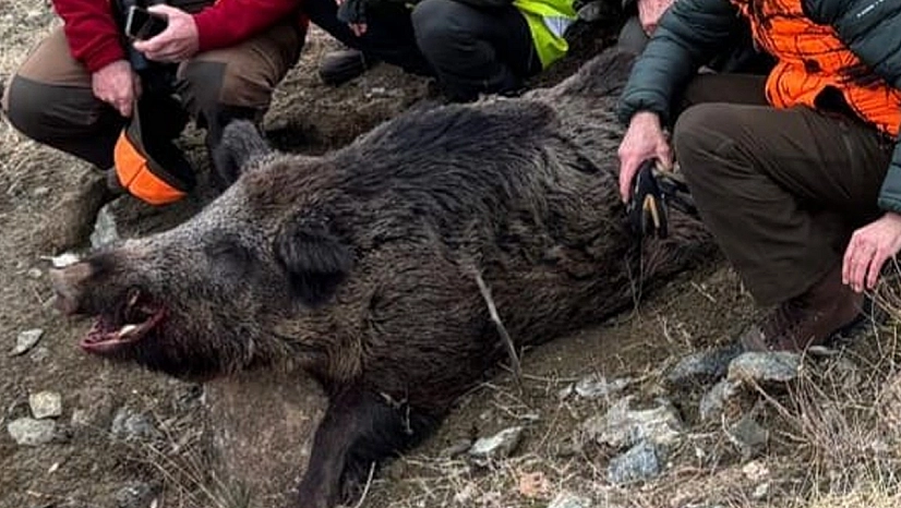Elazığ'da 200 kiloluk yaban domuzu avlandı