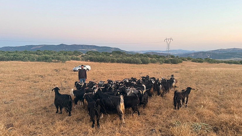 Elazığ'da 30 keçi dronla bulundu