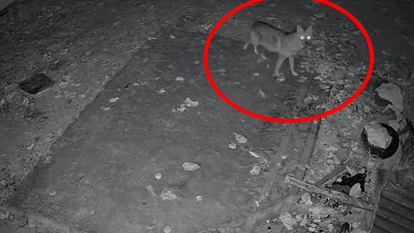 Elazığ'da aç kalan çakal köye indi