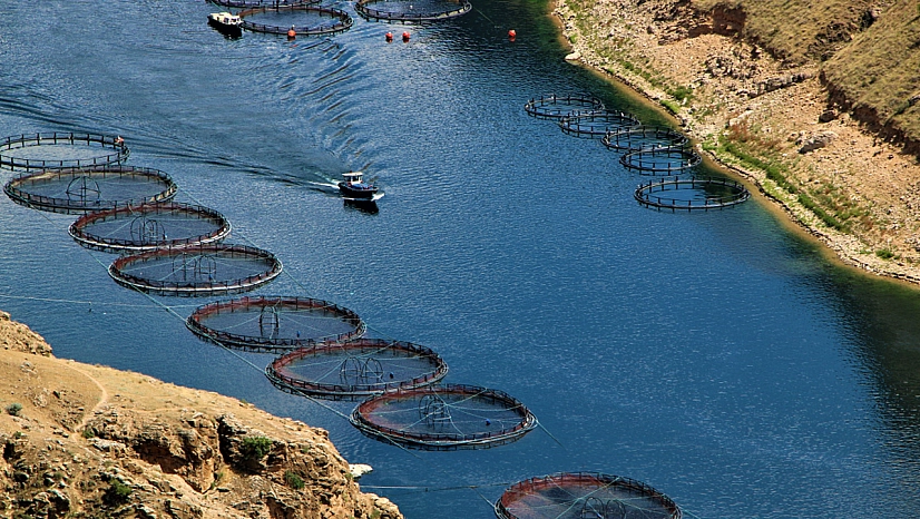 Elazığ'da alabalık ve tavuk eti ihracatı 2025'te rekor kırdı