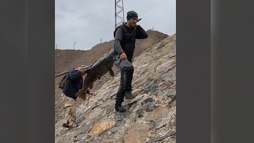 Elazığ'da amatör balıkçıların taşıma yöntemi ilgi çekti