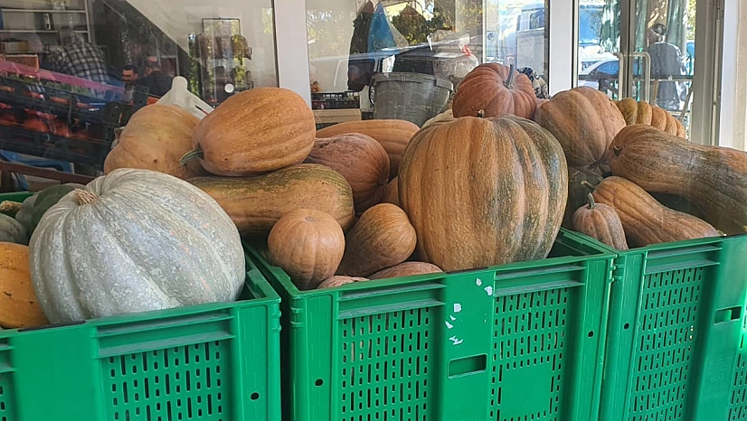 Elazığ'da ata tohumundan dev kabaklar