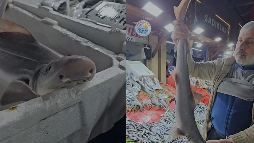 Elazığ'da bu balık ilgi odağı oldu!