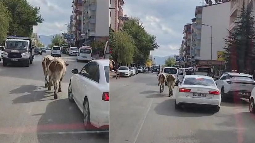 Elazığ'da caddeye çıkan inekler sürücülere zor anlar yaşattı