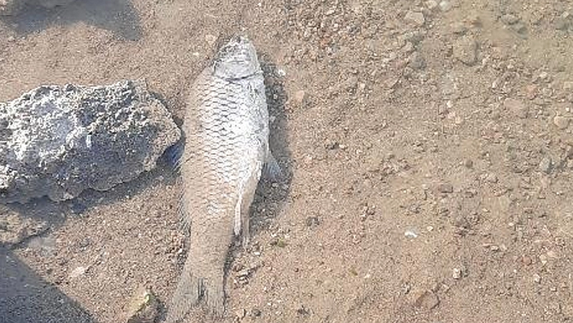 Elazığ'da Cip Baraj Gölü alarm veriyor: Sular çekildi, balıklar telef oldu