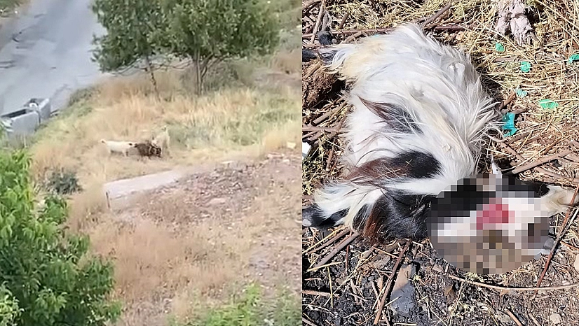 Elazığ'da dehşet anları: Keçi sürüsüne köpek saldırısı