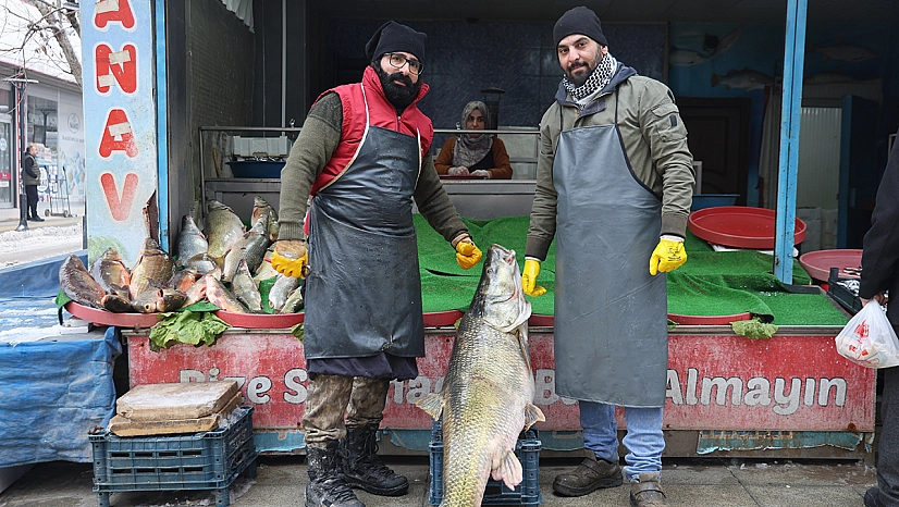 Elazığ'da dev turna balığı tezgahta yerini aldı