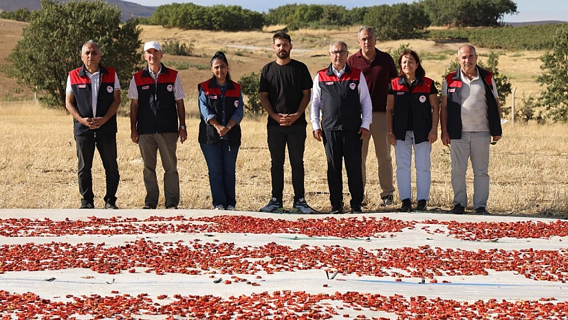 Elazığ'da domates üretimi artıyor, rekolte yükseliyor