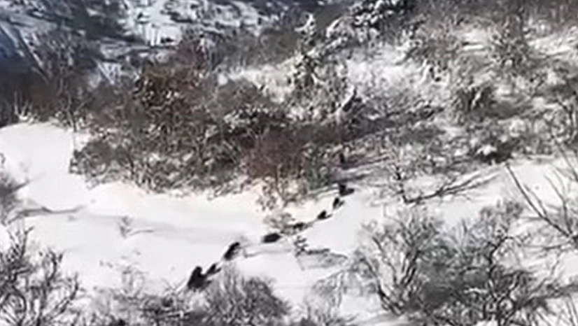 Elazığ'da domuz sürüsü görüldü