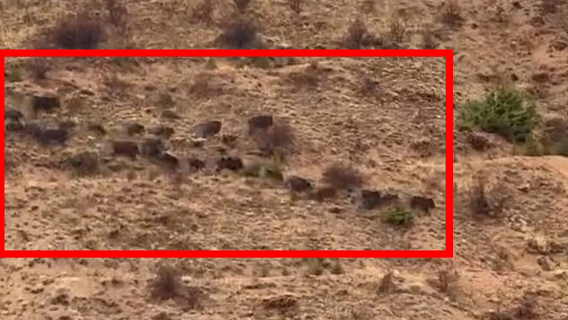 Elazığ'da domuz sürüsü görüntülendi