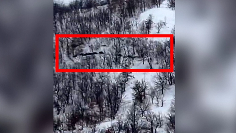 Elazığ'da domuz sürüsü kameraya yansıdı