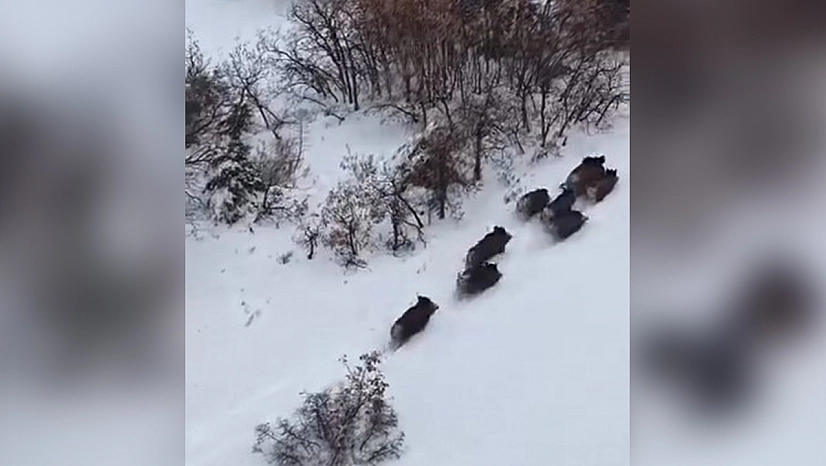 Elazığ'da domuzlar dron takibinde