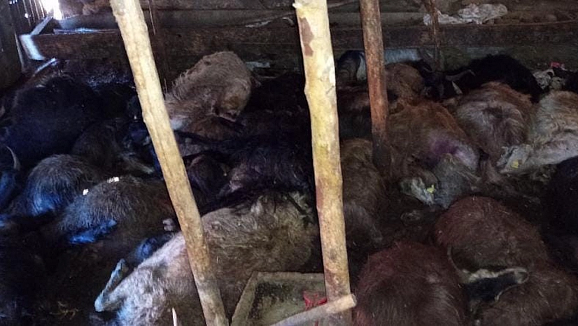 Elazığ'da facia! Yıldırım düştü: 45 küçükbaş hayvan telef oldu