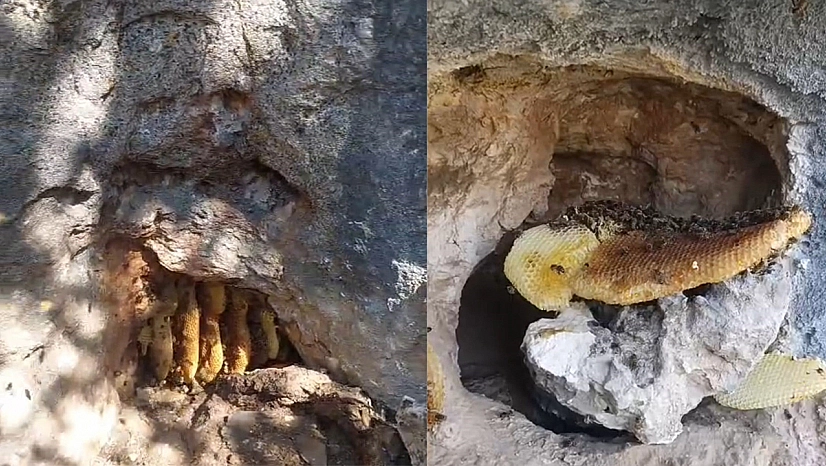 Elazığ'da görenler hayret ediyor