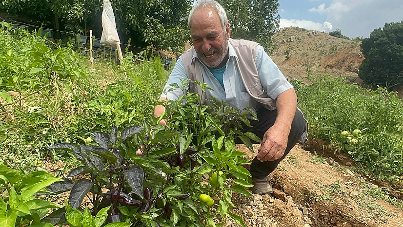 Elazığ'da görenler şaşkına döndü: Bahçesinde mor biber yetiştiriyor