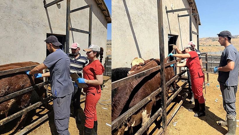 Elazığ'da hayvanlarda numune alındı