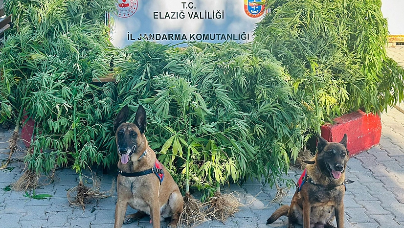 Elazığ'da Jandarmadan uyuşturucu tacirlerine operasyon