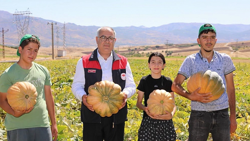 Elazığ'da kabak hasadı başladı! Üretimde artış bekleniyor