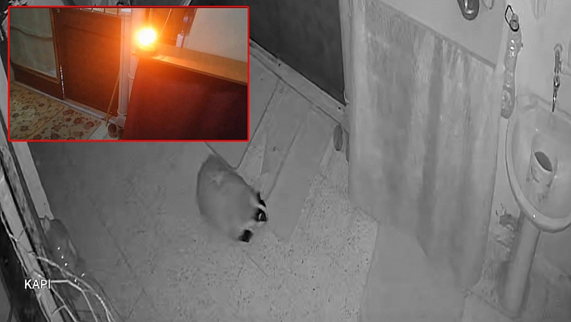 Elazığ'da kedilerin mamasını yiyen porsuğu uzaklaştırmak için alarm sistemi kurdu