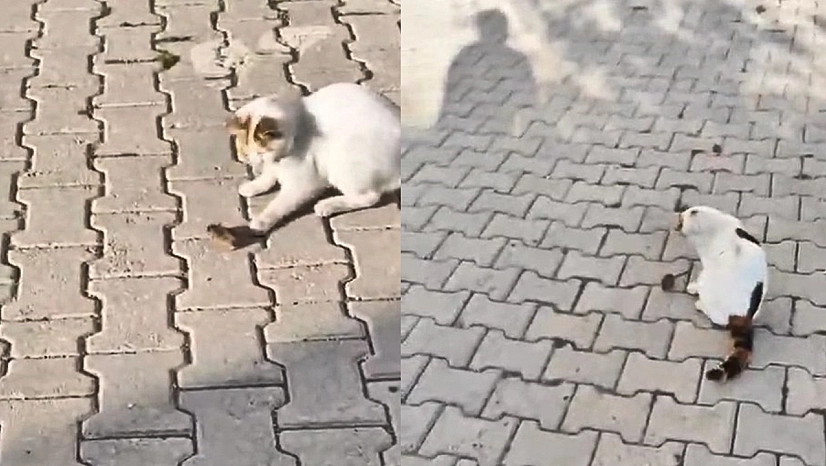 Elazığ'da Kedinin fareyle oyunu