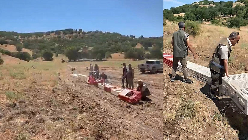 Elazığ'da kenelerle mücadele için doğaya Aslan (keklik) bırakıldı