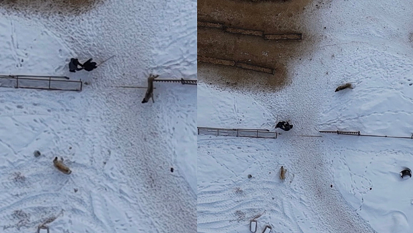 Elazığ'da köpeklerin saldırısı dron kamerasında