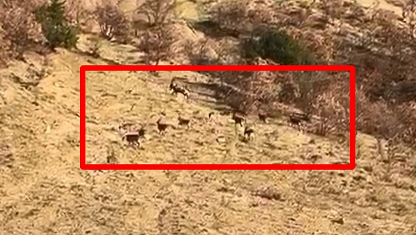 Elazığ'da koruma altındaki dağ keçileri görüntülendi