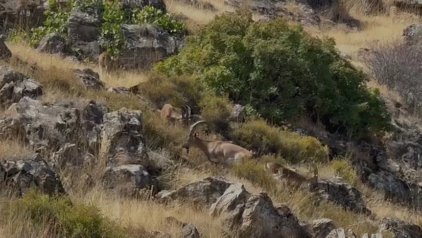 Elazığ'da koruma altındaki dağ keçileri sürü halinde görüntülendi
