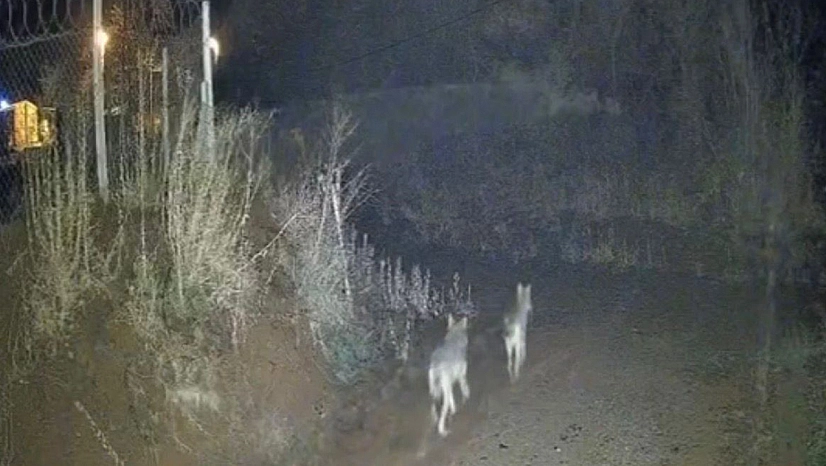 Elazığ'da kurtlar sürü halinde görüldü