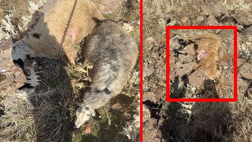 Elazığ'da kurtlar sürüye daldı: 28 koyun telef oldu, 12'si kayıp