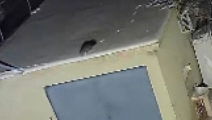 Elazığ'da nesli tükenme tehlikesi altındaki sansar kamerada