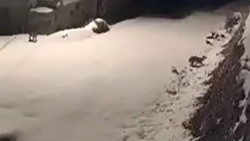 Elazığ'da nesli tükenmekte olan vaşak ailesi görüldü