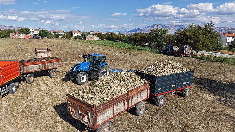 Elazığ'da şeker pancarı hasadı başladı