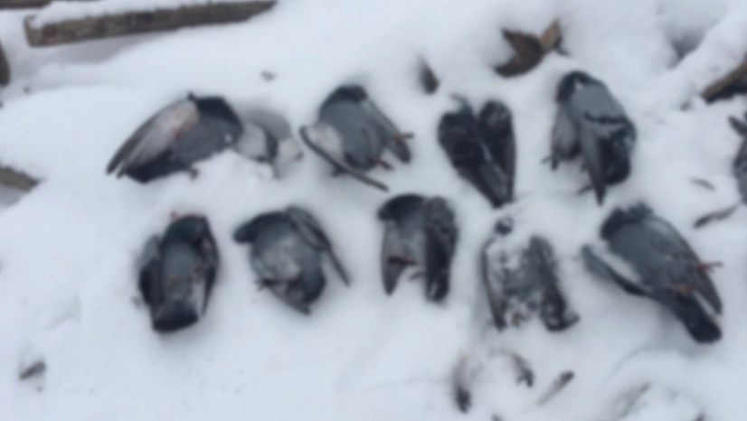 Elazığ'da soğuktan onlarca güvercin donarak telef oldu