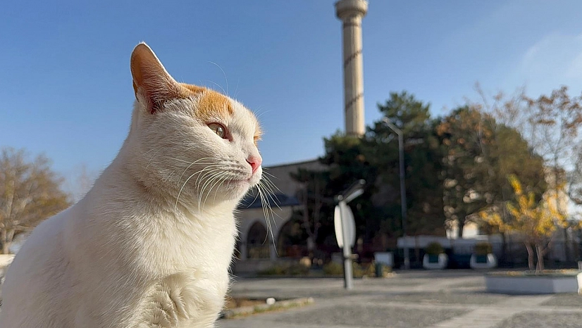 Elazığ'da sonbahar güneşinin keyfini en çok onlar çıkardı