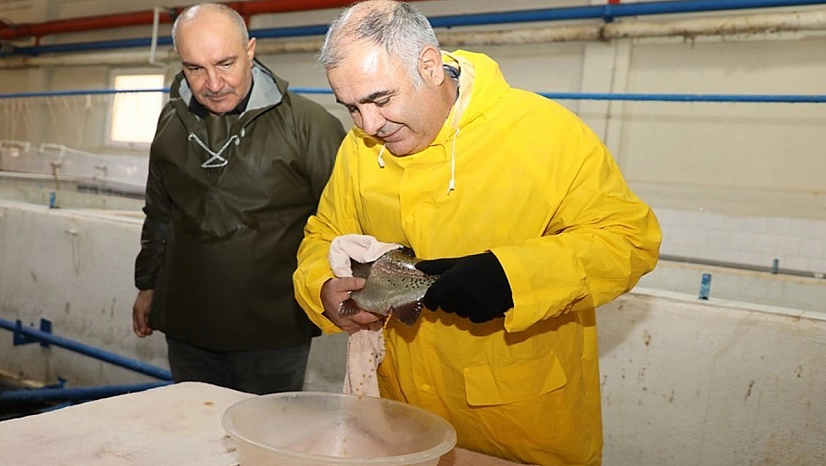 Elazığ'da su ürünleri üretiminde yeni hedef: 5 Milyon alabalık yumurtası