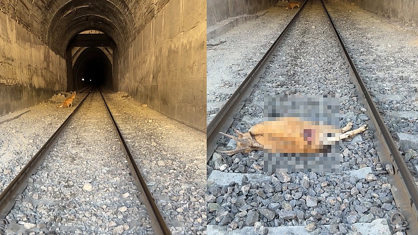 Elazığ'da tünele giren dağ keçilerine tren çarptı