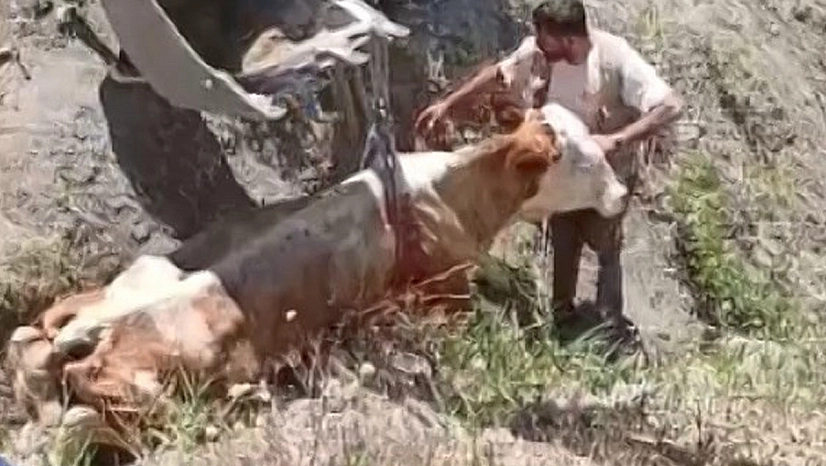 Elazığ'da Uçurumdan inek düştü
