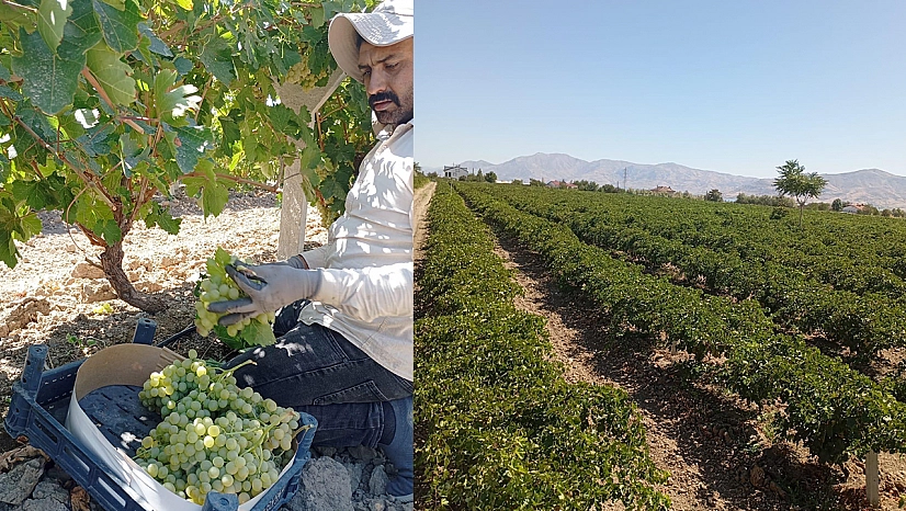 Elazığ'da üretici için zor yıl: Düşük verim, ertelenmeyen krediler