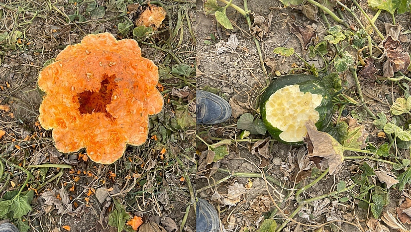 Elazığ'da yaban domuzu istilası: Bahçeler talan edildi