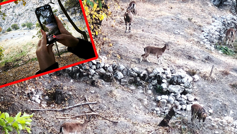 Elazığ'dan gelen ziyaretçiler Tunceli'de dağ keçilerini hayranlıkla izledi