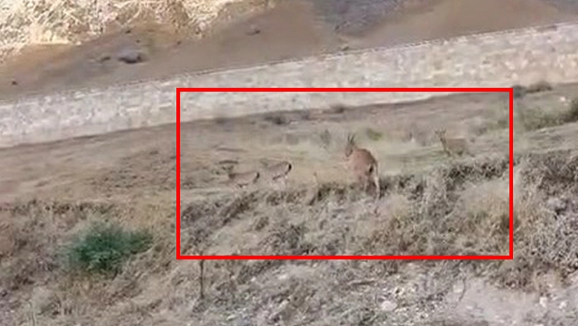 Elazığ'ın tarihi kalesinde dağ keçisi sürüsü görüntülendi
