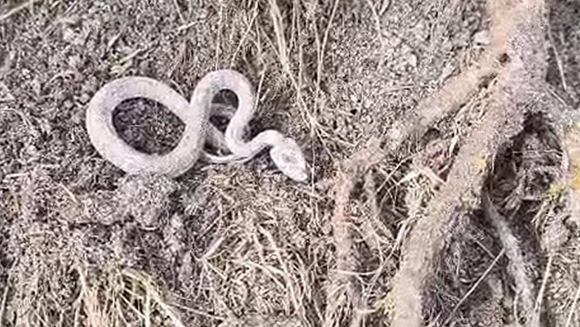 Elazığ kış ortasında yılan şaşkınlığı