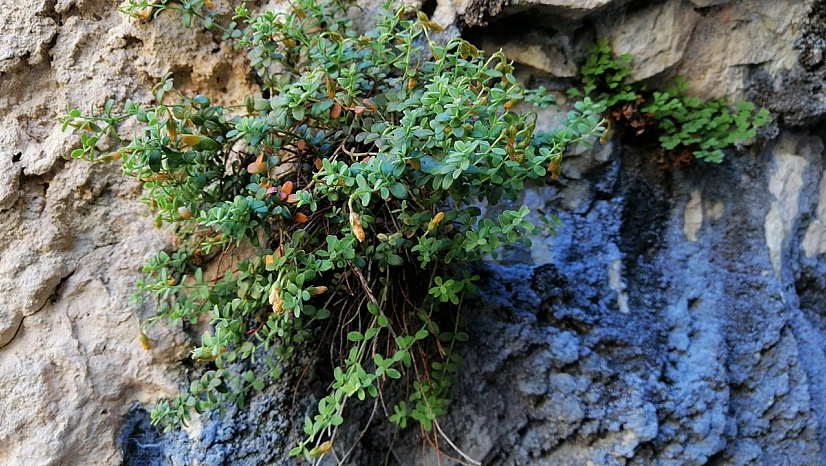 Endemik Malatya kantaronu, kimyasal olarak sarı kantarondan daha zengin çıktı