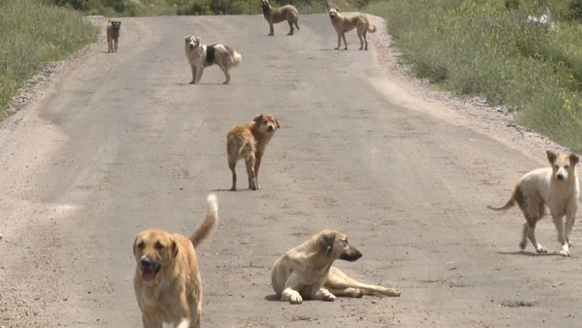Halfeti'deki köpek saldırısıyla ilgili İçişleri Bakanlığı harekete geçti