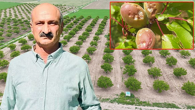 Kayısıda yüzde 40 kayıp
