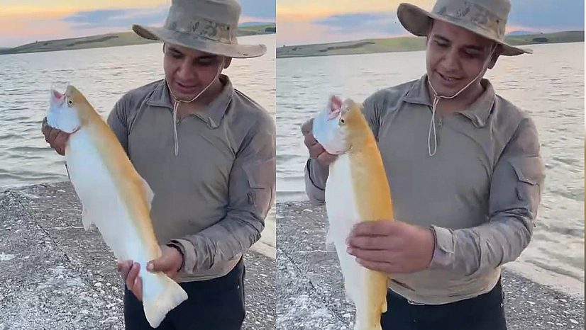 Keban Baraj Gölü'nde nadir bir av: Sarı albino alabalık yakalandı